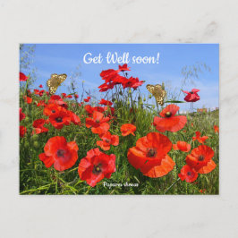 Cartão Postal Campo de Papoulas Vermelhas Colorido Desejos de Me