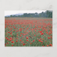 Campo de Red Poppy, Kent, flores da Inglaterra