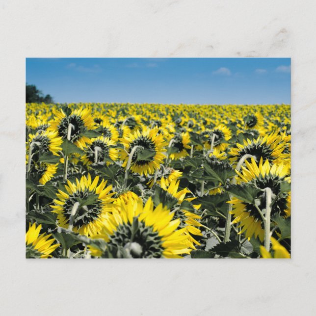 Cartão Postal Campo de Sunflower (Frente)