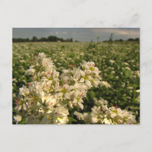 Cartão Postal Campo de trigo mourisco