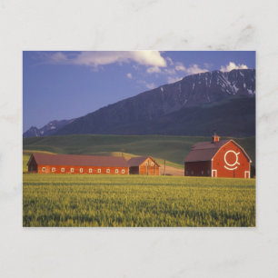 Cartão Postal Campo de trigo no vale de Wallowa, apenas fora