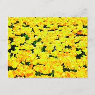 Cartão Postal Campo de tulipa - ouro amarelo