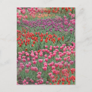 Cartão Postal Campo De Tulipas