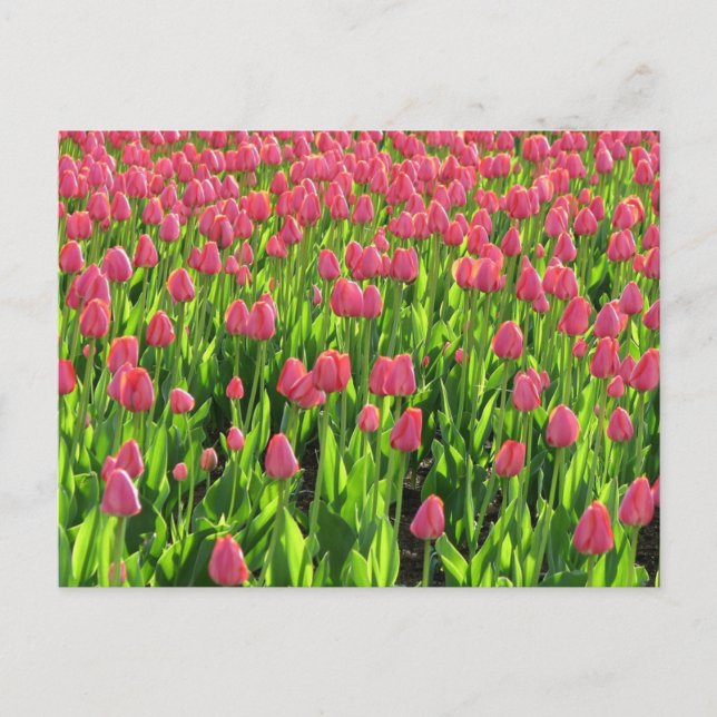 Cartão Postal Campo de Tulipas Rosa (Frente)