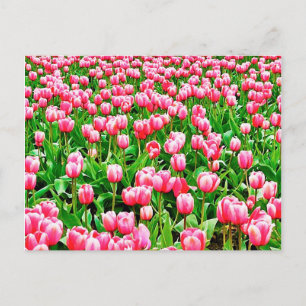 Cartão Postal Campo de Tulipas Rosa