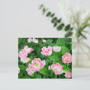 Cartão Postal Campo de tulipas rosa