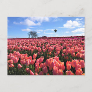 Cartão Postal Campo de Tulipas Rosa com Balão de Ar Quente, Oreg