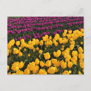 Cartão Postal Campo de Tulipas Roxas e Amarelas, Oregon