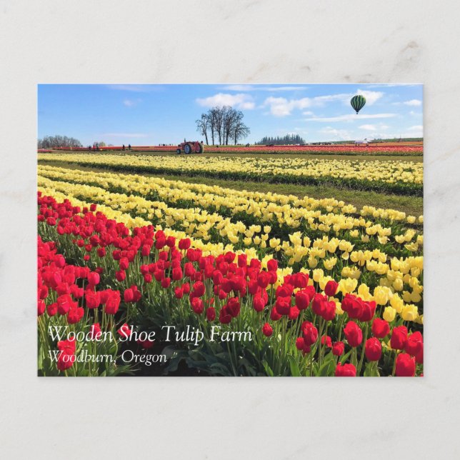 Cartão Postal Campo de Tulipas Vermelho e Amarelo com Balão de A (Frente)