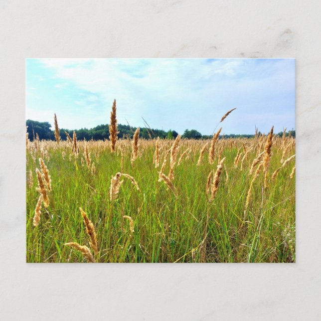 Cartão Postal Campo de Verão Dourado (Frente)