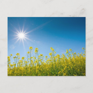 Cartão Postal campo de violação