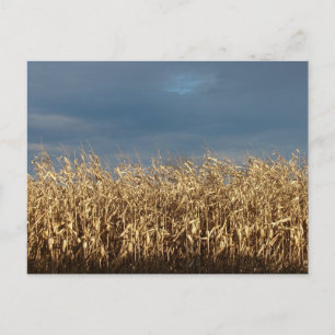 Cartão Postal Campo do Corn