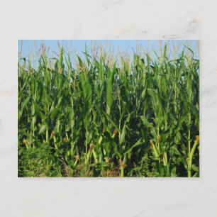 Cartão Postal Campo do Corn