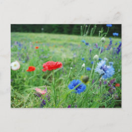 Cartão Postal campo dos wildflowers