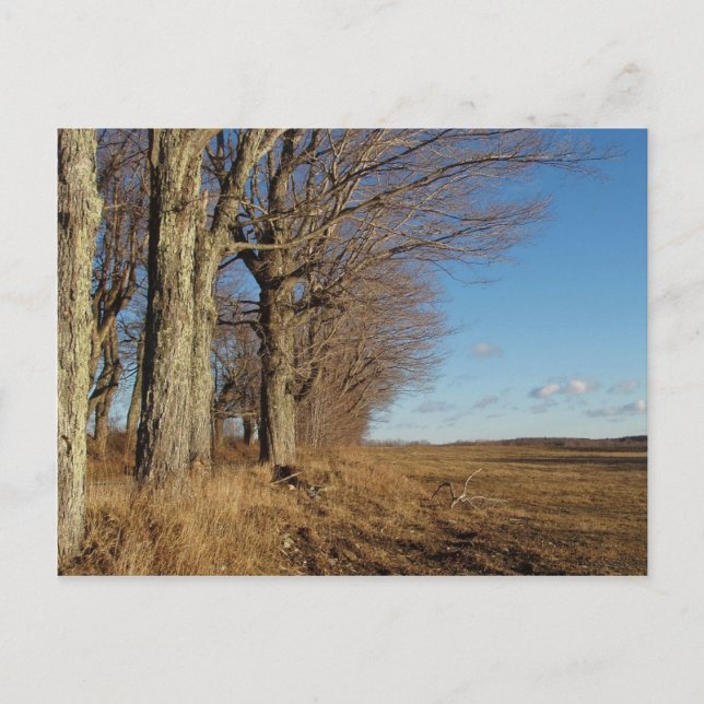 Cartão Postal Campo I de novembro (Frente)