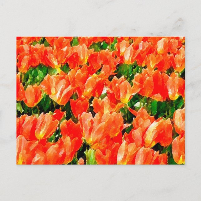 Cartão Postal Campo laranja de tulipas (Frente)