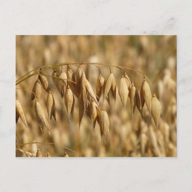 Cartão Postal Campo Oat (Frente)