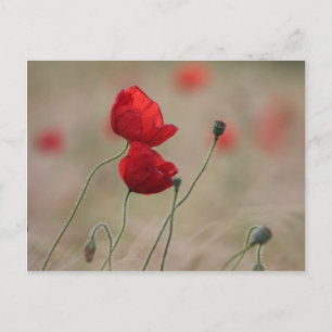 Cartão Postal Campo Poppy