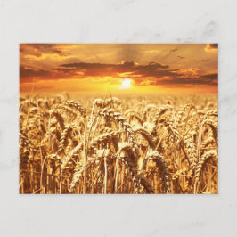 Cartão Postal Campo Sunset e Trigo