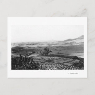 Cartão Postal Campos de abacaxi no Havaí FotografiaHavaí