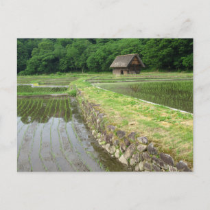 Cartão Postal Campos de Arroz: Gifu, Japão