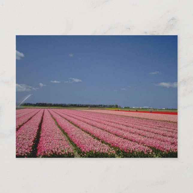 Cartão Postal Campos de Cevada Vermelha, Zanskar Ladakh, flores  (Frente)