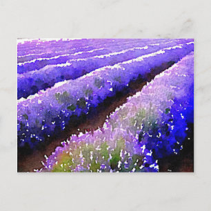 Cartão Postal Campos de Lavanda