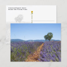Campos de Lavanda de Luberon, Provença, França -