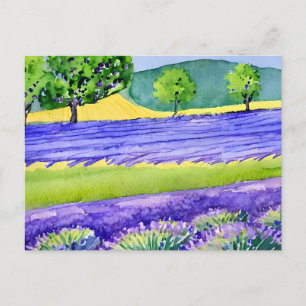 Cartão Postal Campos de lavanda França