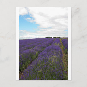 Cartão Postal campos de lavanda franceses
