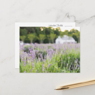 Cartão Postal Campos de Lavanda Serenos