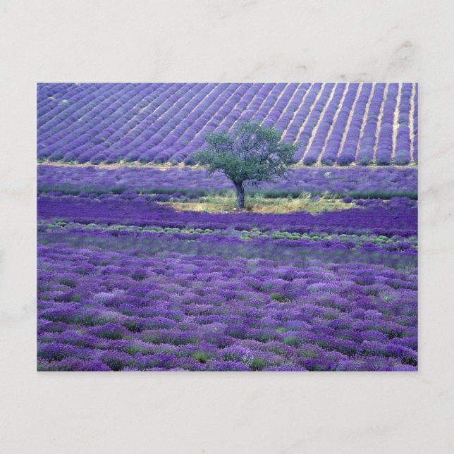Cartão Postal Campos de lavanda, Vence, Provença, França (Frente)