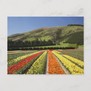 Cartão Postal Campos de Tulipa, perto de Tapanui, West Otago, Su
