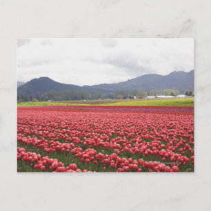 Cartão Postal Campos de tulipas cheios de tapete Skagit Valley