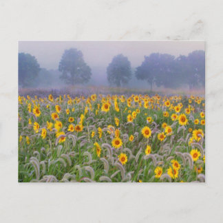 Cartão Postal Campos de verão