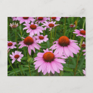 Cartão Postal Campos do Coneflower