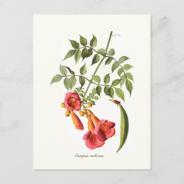 Cartão Postal Campsis radicanos, Trumpet Vine. (Frente)