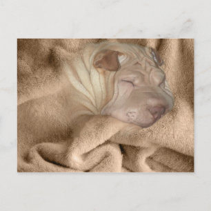 Cartão Postal Camuflagem do Shar Pei Chinês, Esconderijo de Ruga