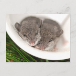 Cartão Postal Camundongos Bebês Sonolentos