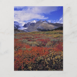 Cartão Postal Canadá, Alberta, Banff NP. Mirtilos fornecem