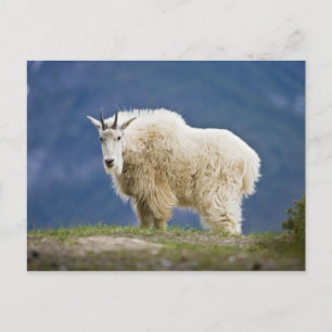 Cartão Postal Canadá, Alberta, Jasper National Park