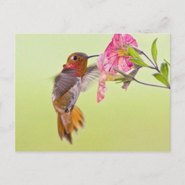 Cartão Postal Canadá, Colômbia Britânica, Rufous Hummingbird (Frente)