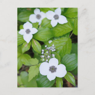 Cartão Postal Canadá, Colúmbia Britânica. Dogwood anão