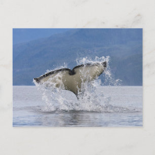 Cartão Postal Canadá, Colúmbia Britânica, Ilha de Vancouver,