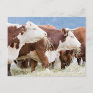 Cartão Postal Canadá, Colúmbia Britânica, Pemberton