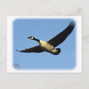 Cartão Postal Canadá Ganso 9R005D-123
