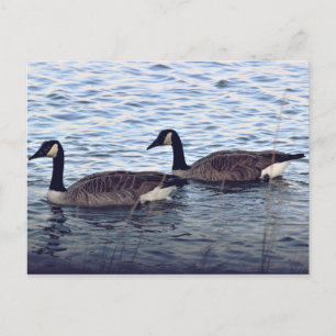 Cartão Postal Canadá Geese