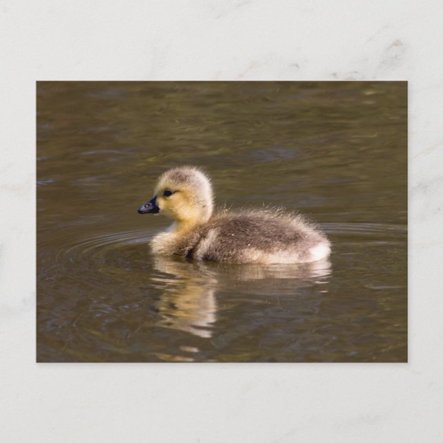 Cartão Postal Canadá Goose Gosling (Frente)
