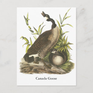 Cartão Postal Canada Goose, John Audubon
