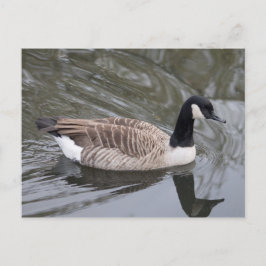 Cartão Postal Canada Goose nadando no canal Cartão-postal